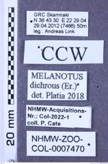 Etiketten zu Melanotus dichrous (NHMW-ZOO-COL-0007470)